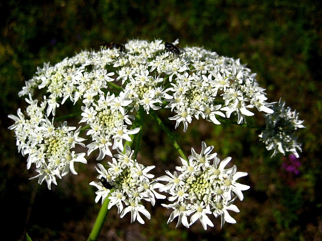 Image of Heracleum dissectum specimen.