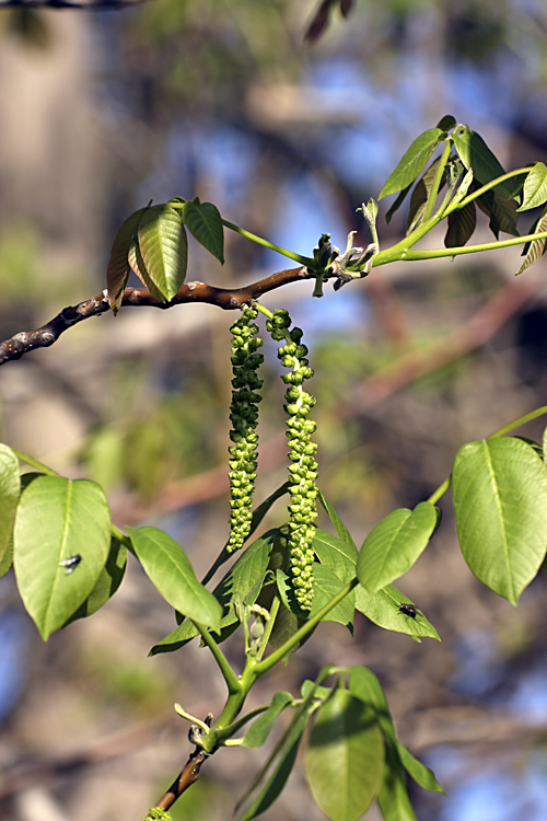 Изображение особи Juglans regia.