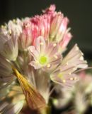 Allium kunthianum