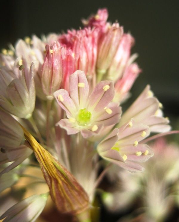 Изображение особи Allium kunthianum.