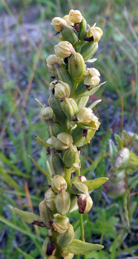 Image of Dactylorhiza viridis specimen.