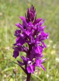 Dactylorhiza euxina. Соцветие. Кабардино-Балкария, Зольский р-н, г. Западный Кинжал. 27.07.2012.