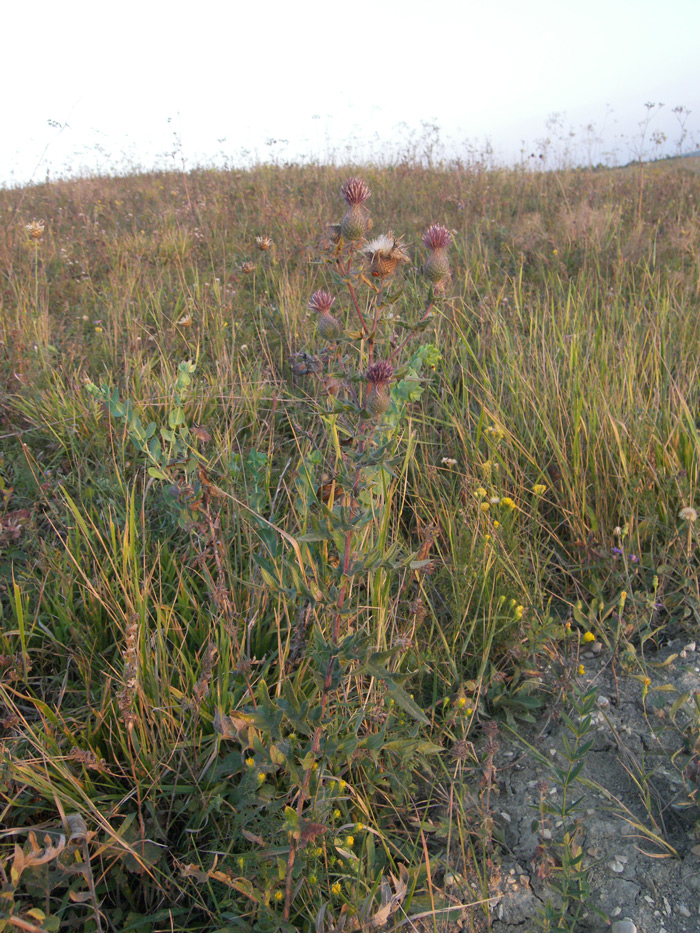 Изображение особи Cirsium arachnoideum.