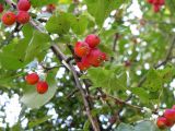 Malus prunifolia. Ветвь с соплодиями. Австрия, Вена, парк Зигмунд-Фройд. 10.09.2012.