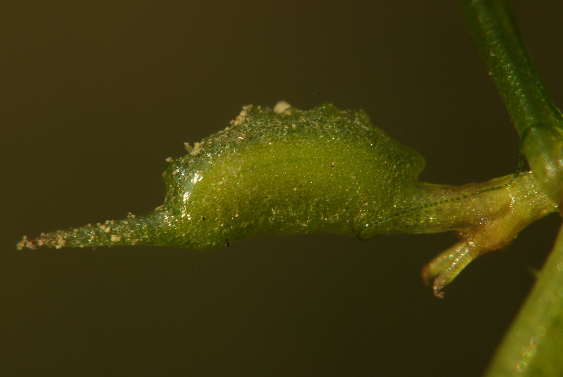 Изображение особи Zannichellia pedunculata.