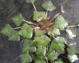 Trapa pseudincisa