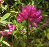 Trifolium pacificum