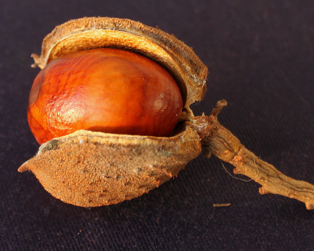 Image of Aesculus &times; carnea specimen.