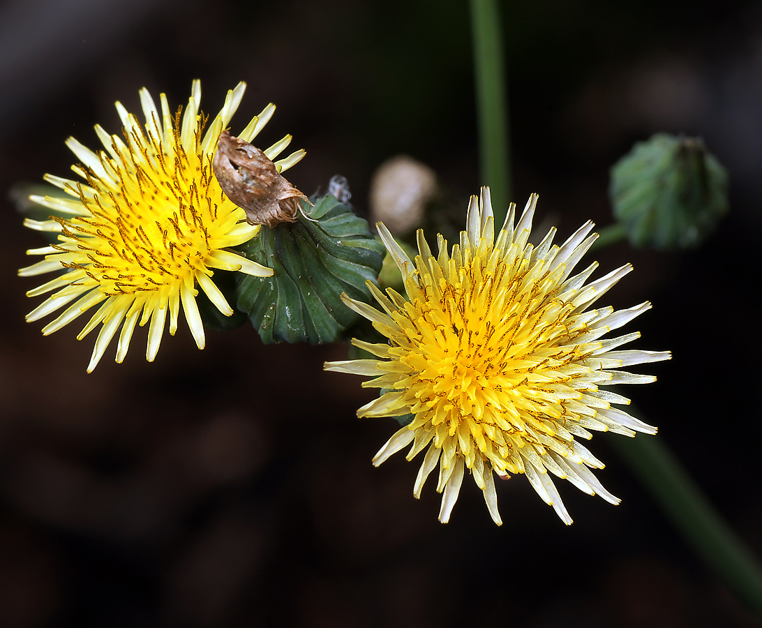 Изображение особи Sonchus oleraceus.
