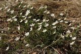 Anemone nemorosa