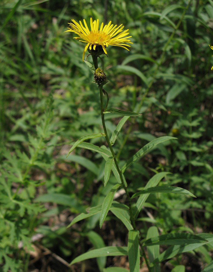 Image of Inula salicina specimen.