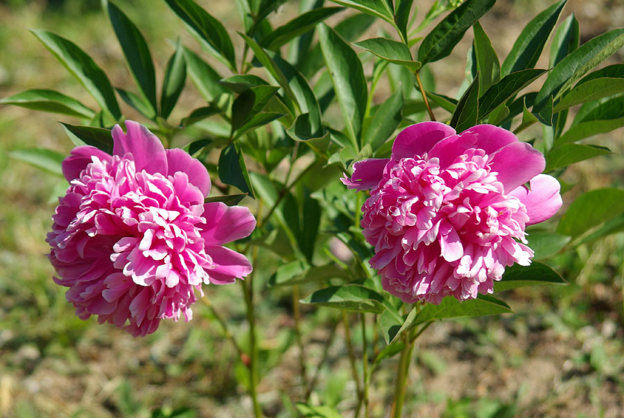 Image of Paeonia lactiflora specimen.