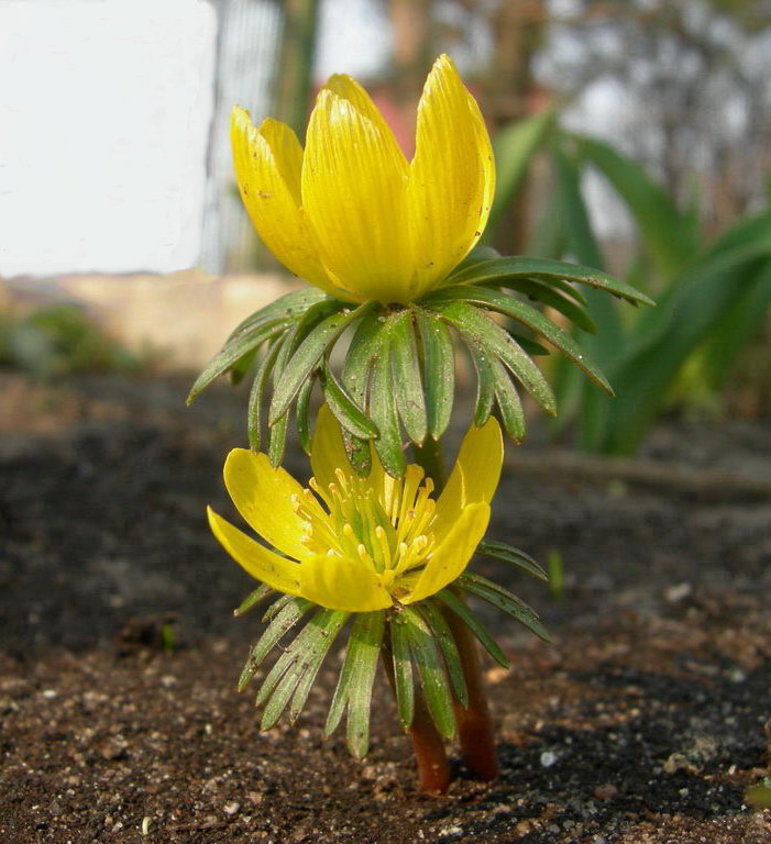 Изображение особи Eranthis cilicica.