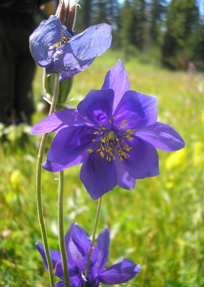 Изображение особи Aquilegia glandulosa.