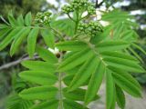 Sorbus aucuparia