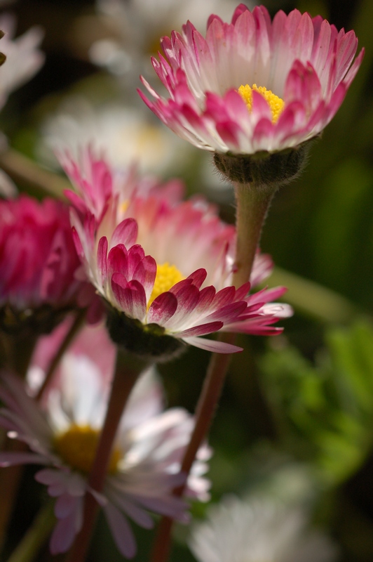 Изображение особи Bellis perennis.