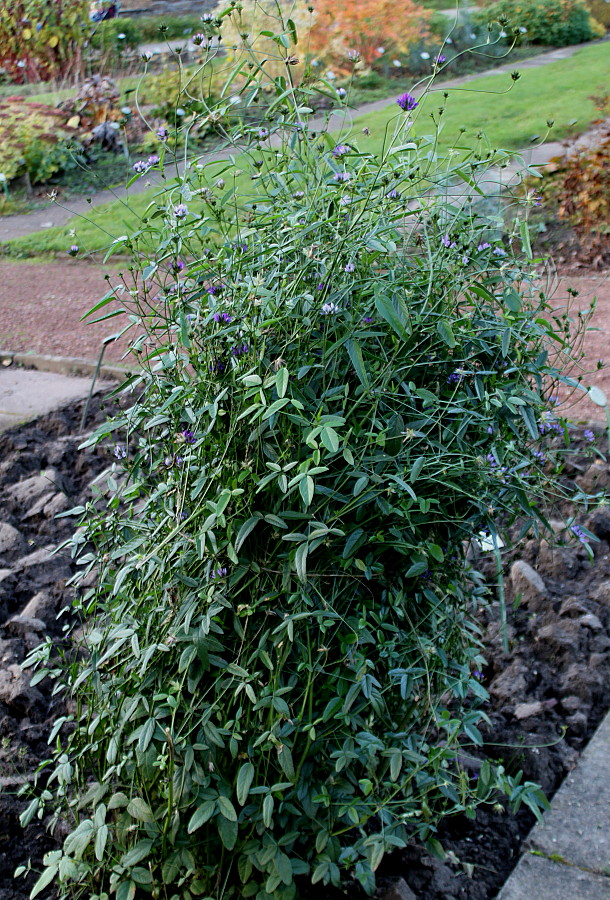 Image of Psoralea bituminosa specimen.