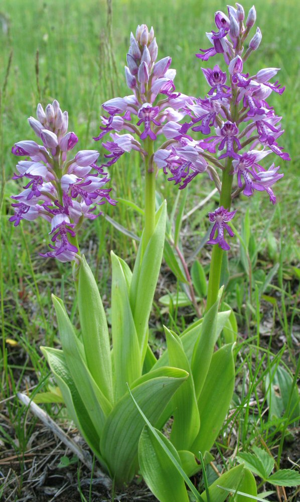 Изображение особи Orchis militaris.