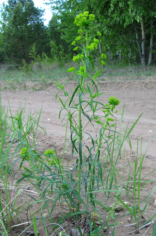 Изображение особи Euphorbia virgata.