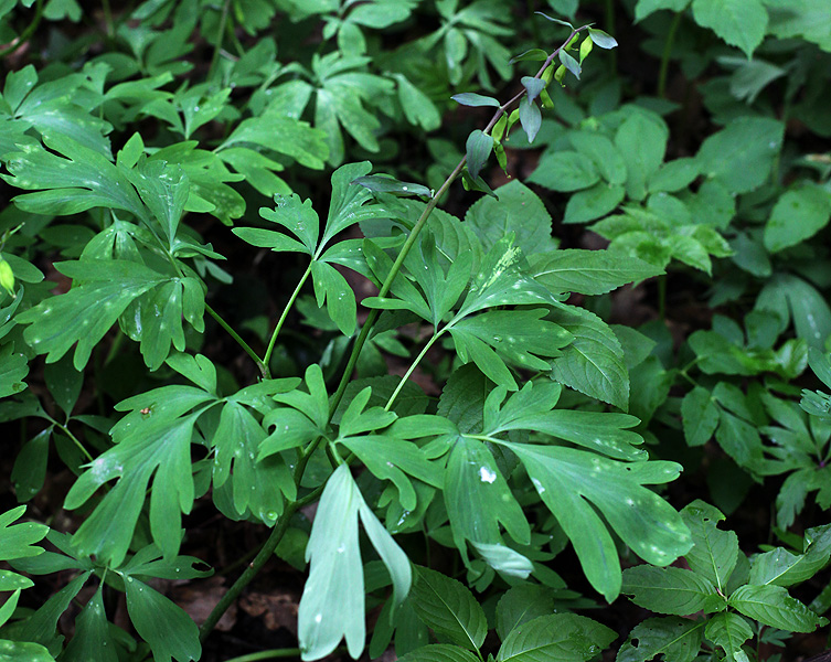 Image of Corydalis cava specimen.