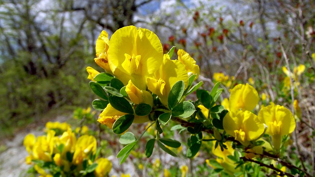 Image of Chamaecytisus colchicus specimen.