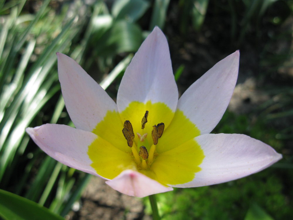 Изображение особи Tulipa saxatilis.