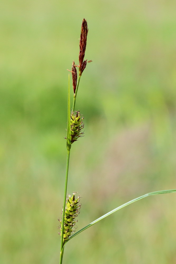 Image of Carex melanostachya specimen.