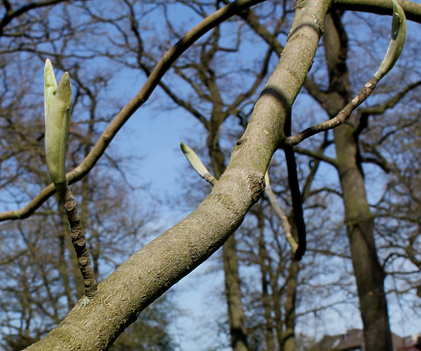 Изображение особи Magnolia macrophylla.