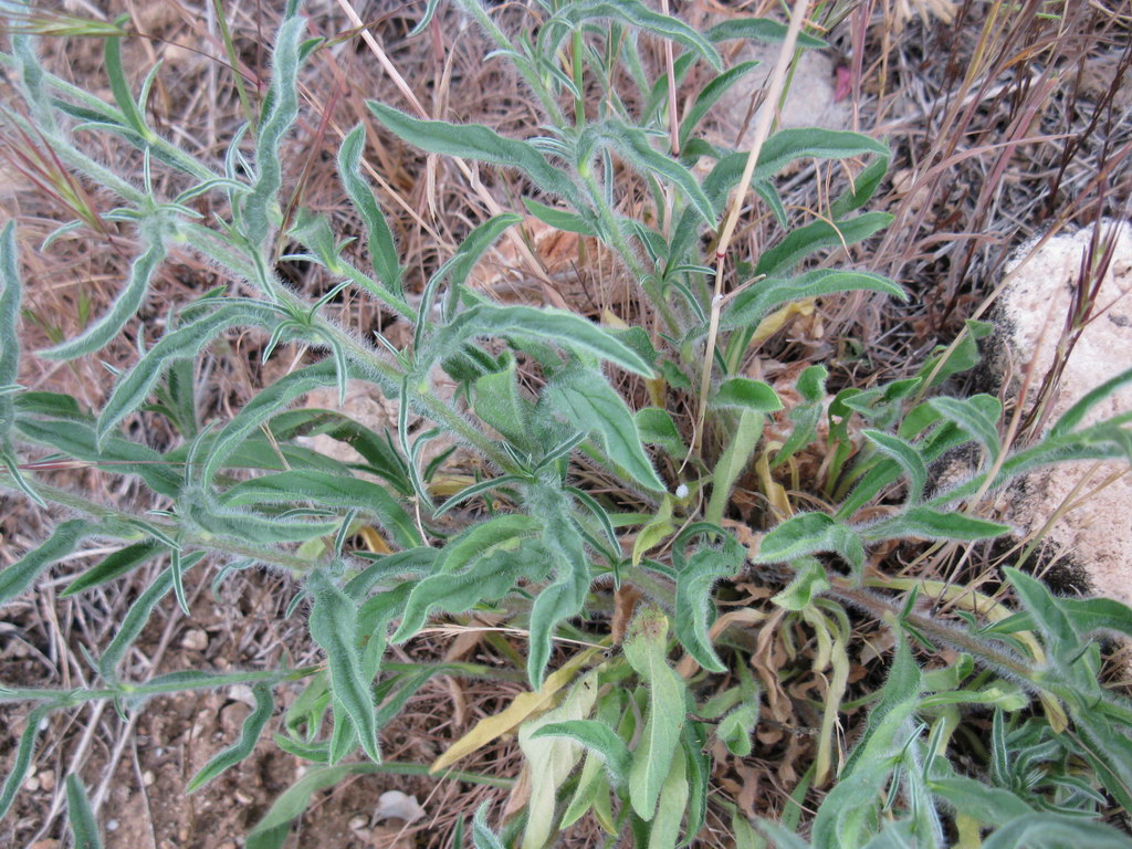 Image of Convolvulus cantabrica specimen.