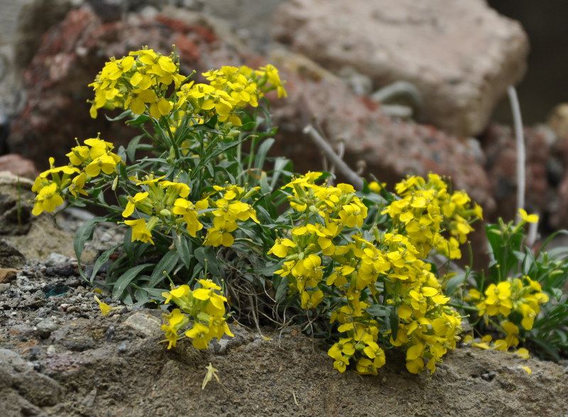 Image of Erysimum wagifii specimen.