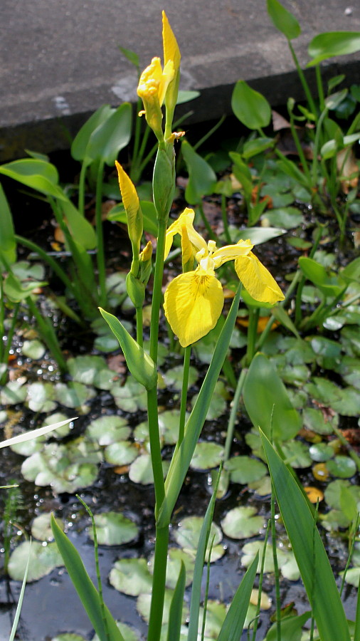 Image of Iris pseudacorus specimen.