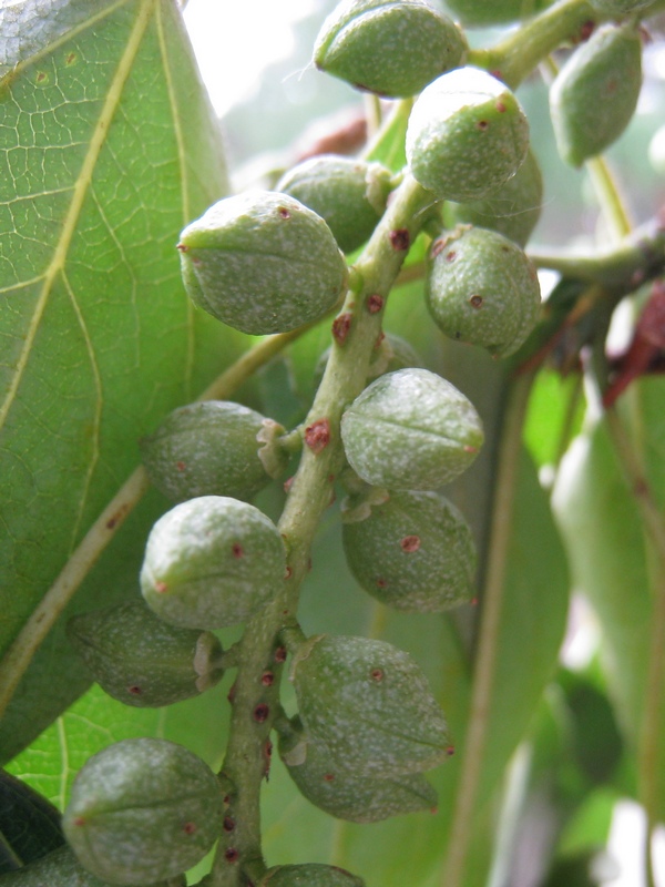 Image of Populus balsamifera specimen.