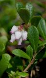 Arctostaphylos uva-ursi