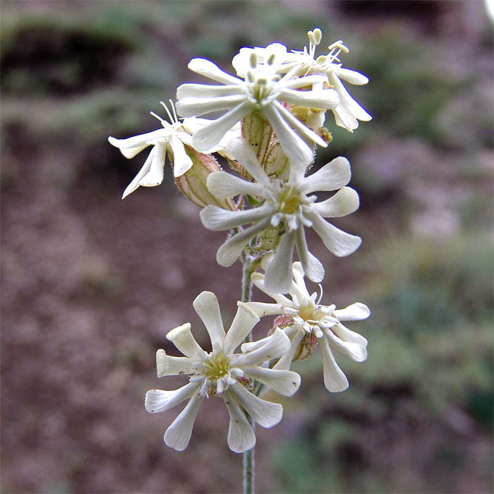 Image of Silene spergulifolia specimen.