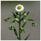 Erigeron annuus. Верхушка цветущего растения. Республика Татарстан, г. Казань. 10.06.2009.