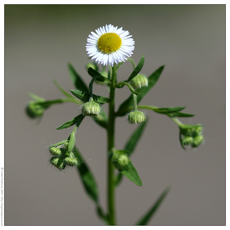 Image of Erigeron annuus specimen.