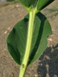 Euphorbia marginata
