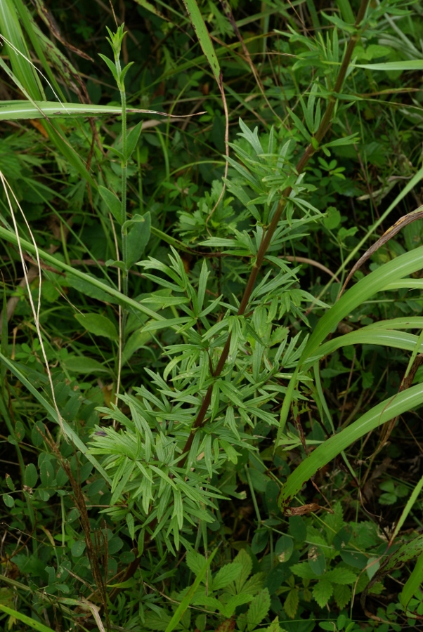 Image of Thalictrum amurense specimen.