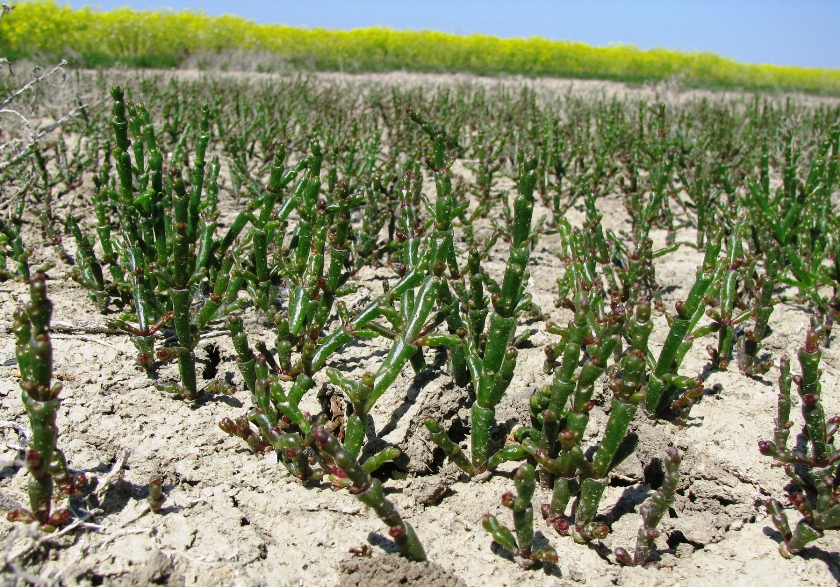 Изображение особи Salicornia perennans.