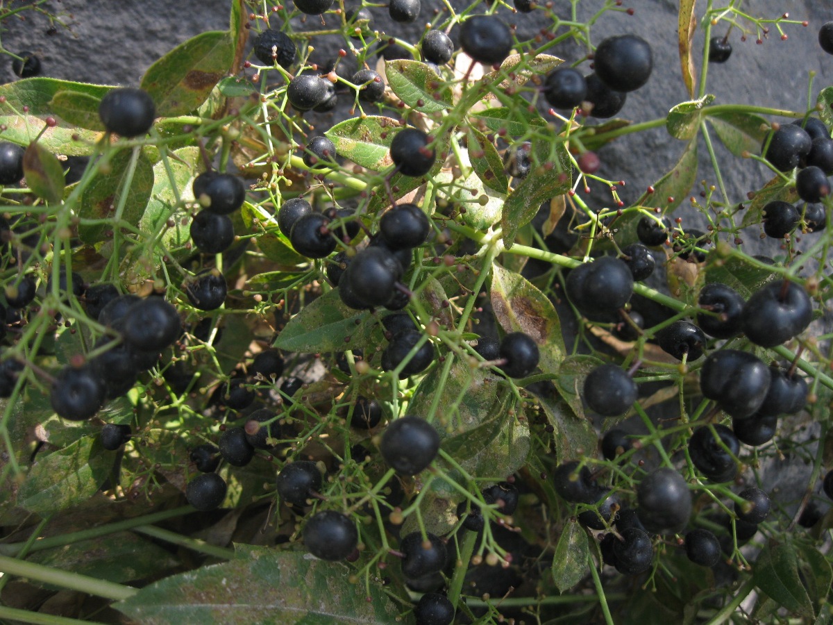 Image of Rubia tinctorum specimen.