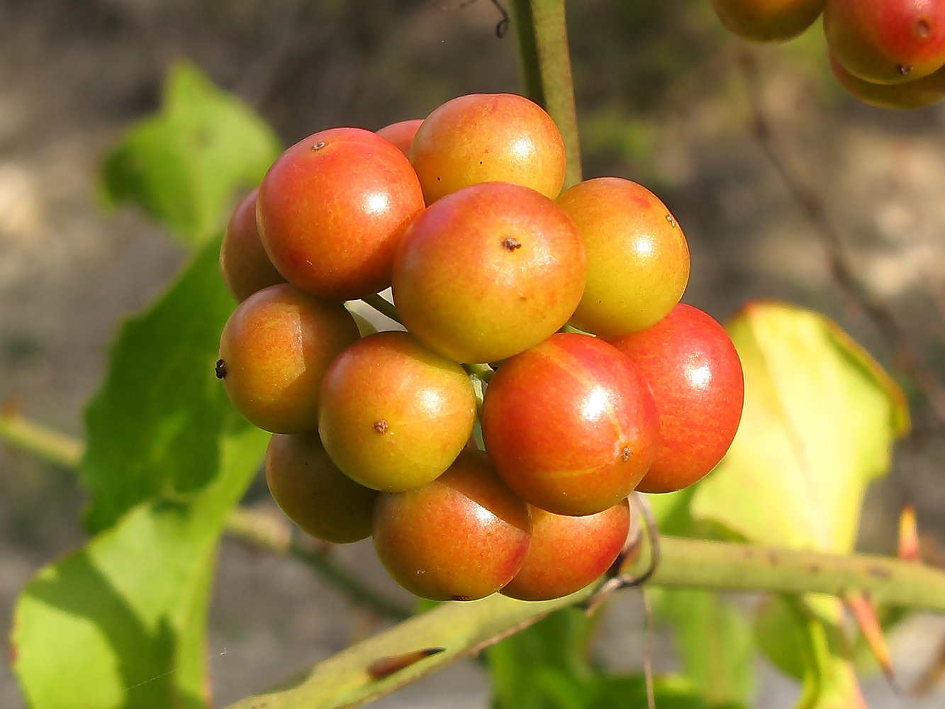 Image of Smilax excelsa specimen.