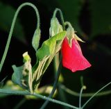 Lathyrus odoratus. Соцветие (культивар \"Восхитительный водопад\"). Московская обл., Раменский р-н, окр. дер. Хрипань, садовый участок. 12.08.2013.