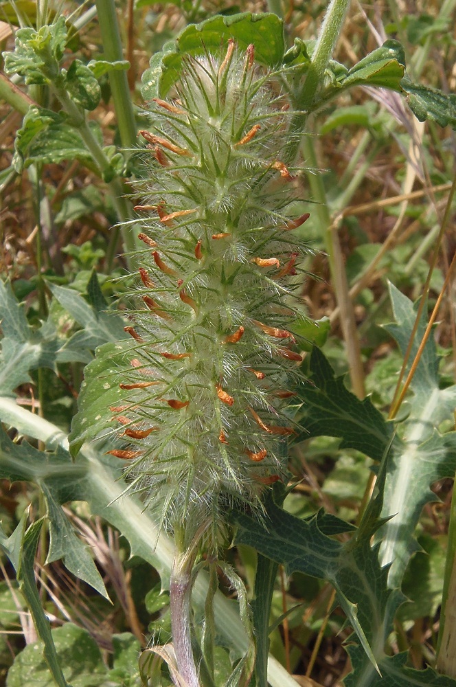 Image of Trifolium angustifolium specimen.