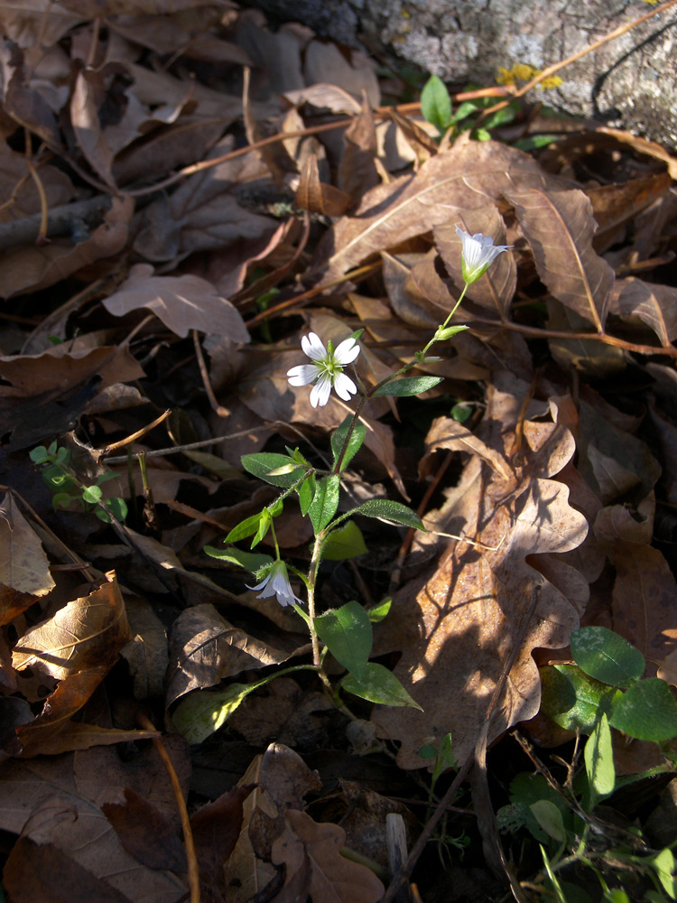 Изображение особи Cerastium holosteum var. meyerianum.