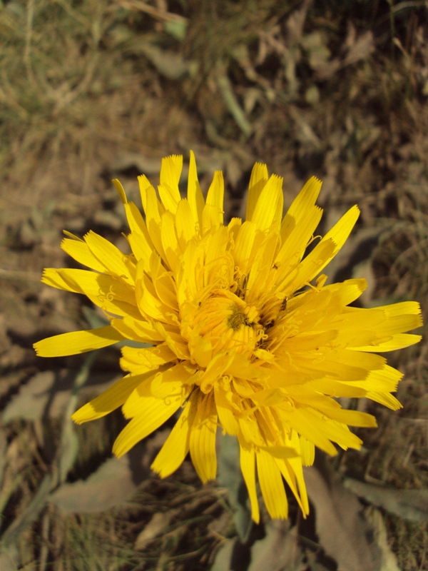 Image of Trommsdorffia uniflora specimen.