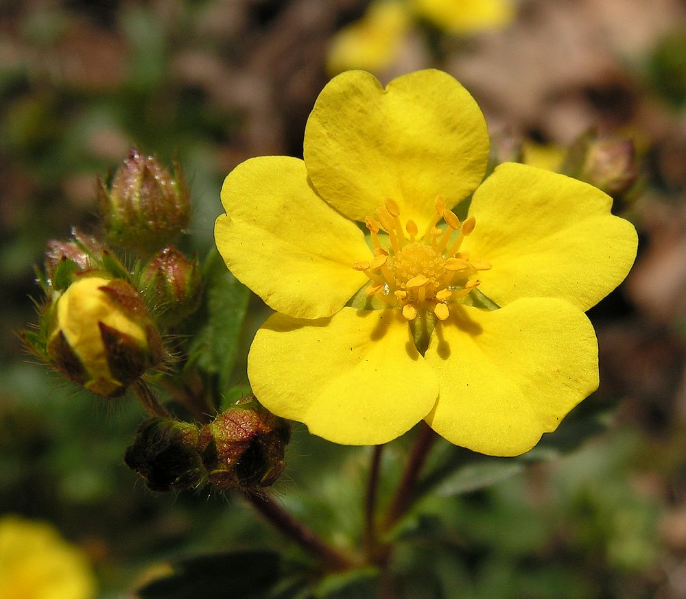Image of Potentilla fragarioides specimen.