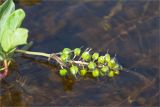 Menyanthes trifoliata. Соплодие. Карелия, оз. Топозеро, мелководный залив. 13.06.2013.