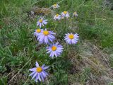 Aster serpentimontanus