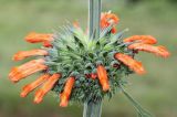 Leonotis leonurus