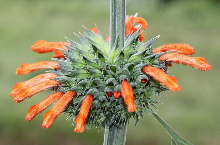 Изображение особи Leonotis leonurus.